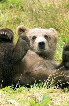 Emerson Nguyen
